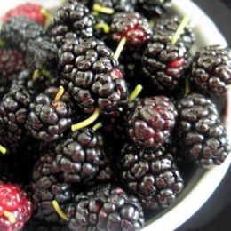 компот из шелковицы рецепт